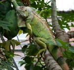 Saratov Limonarij (Bolshaya Sechenskaya ulitsa, 6В), excursiones