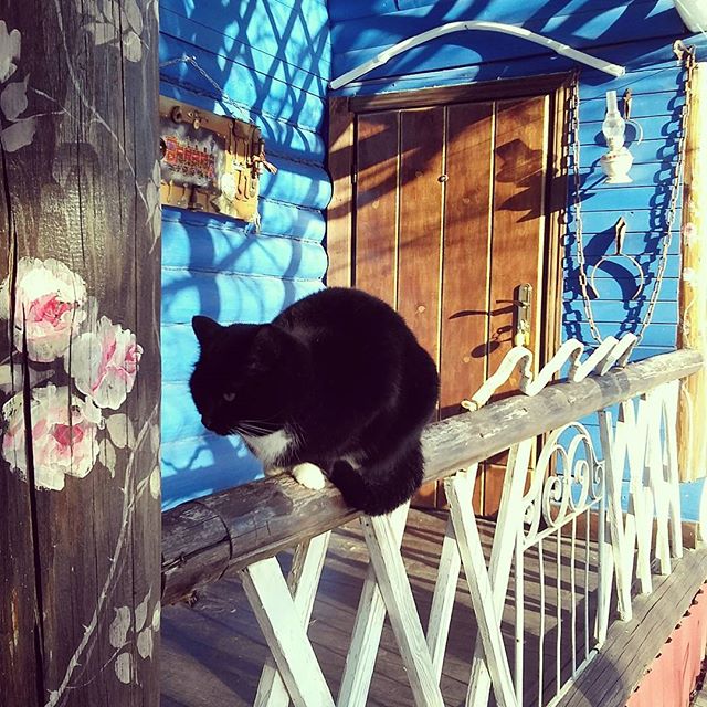 Фото Лавандовый сад