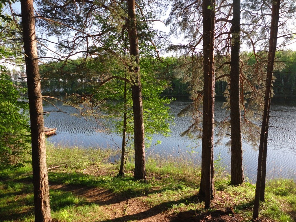 Фото Лесная дача