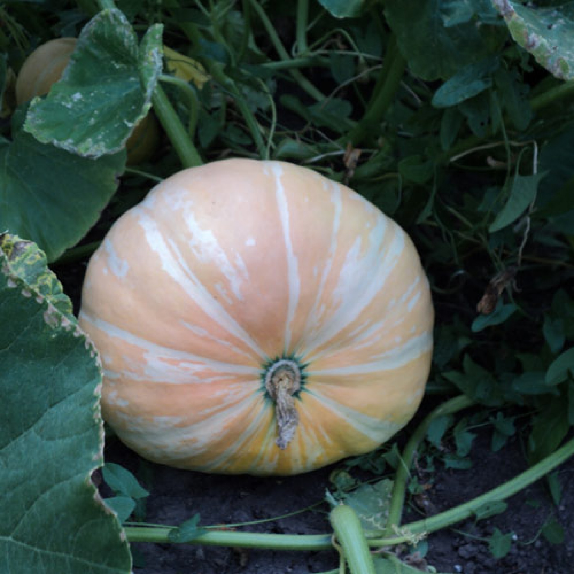 Фото Васильсурский