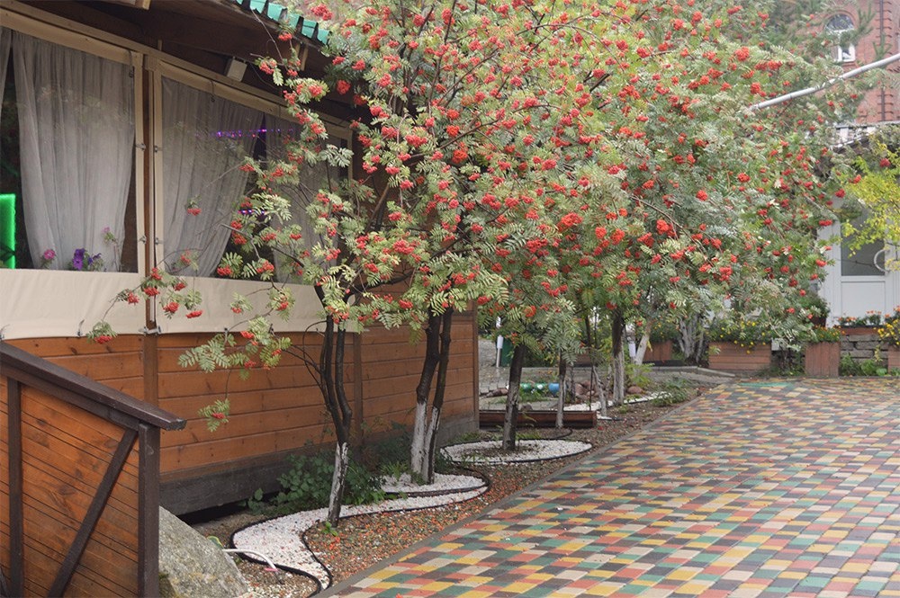 Фото Лесная поляна