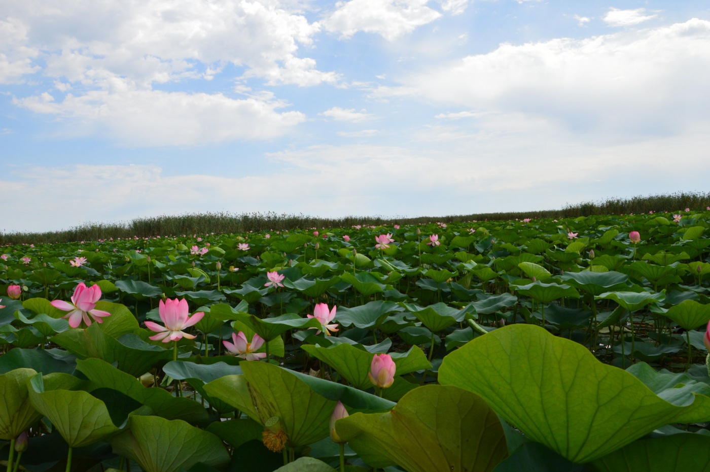 Фото Золотой Лотос