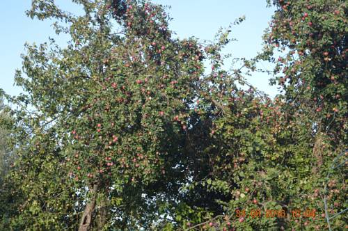 Фото Маришкин дом