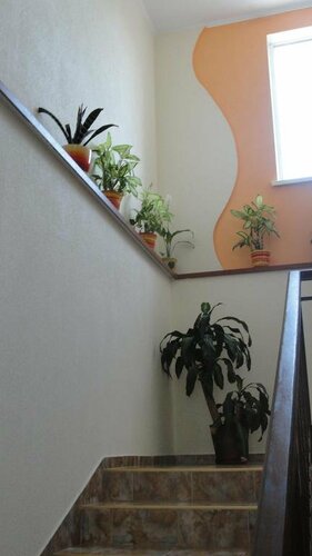 Ромашка  фото 5