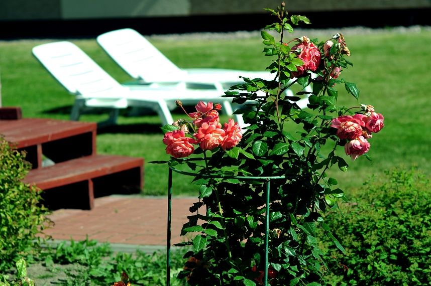 Фото Розовая дача