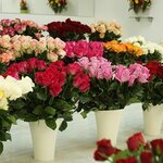 Salon tsvetov Respect (rabochiy posyolok Ilyinogorsk, Sportivnaya ulitsa, 1с1), flower shop