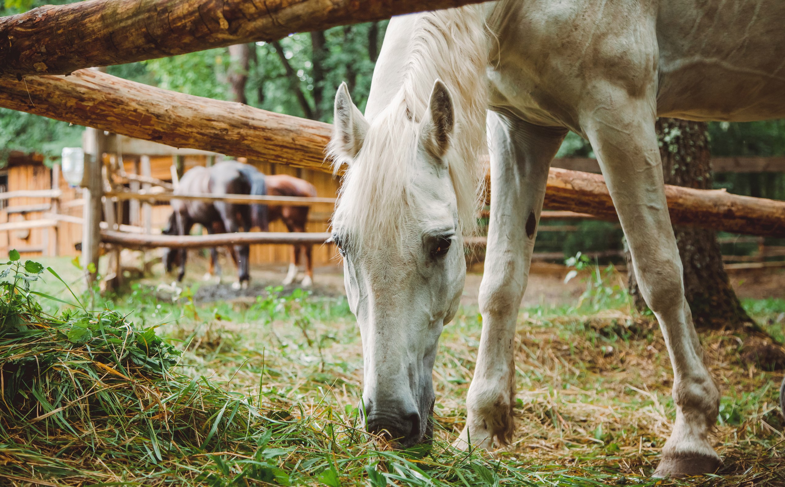 Фото Рахоль