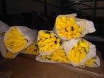 Cvetochnaya Kompaniya Tyulpani optom Krasnoyarsk (Alekseeva Street, 49), wholesale company
