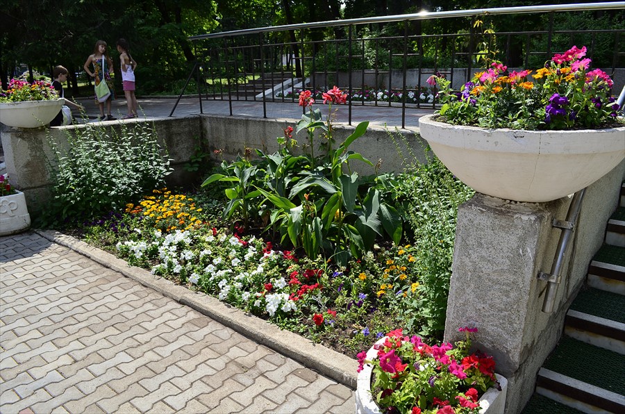 Фото Зеленая роща