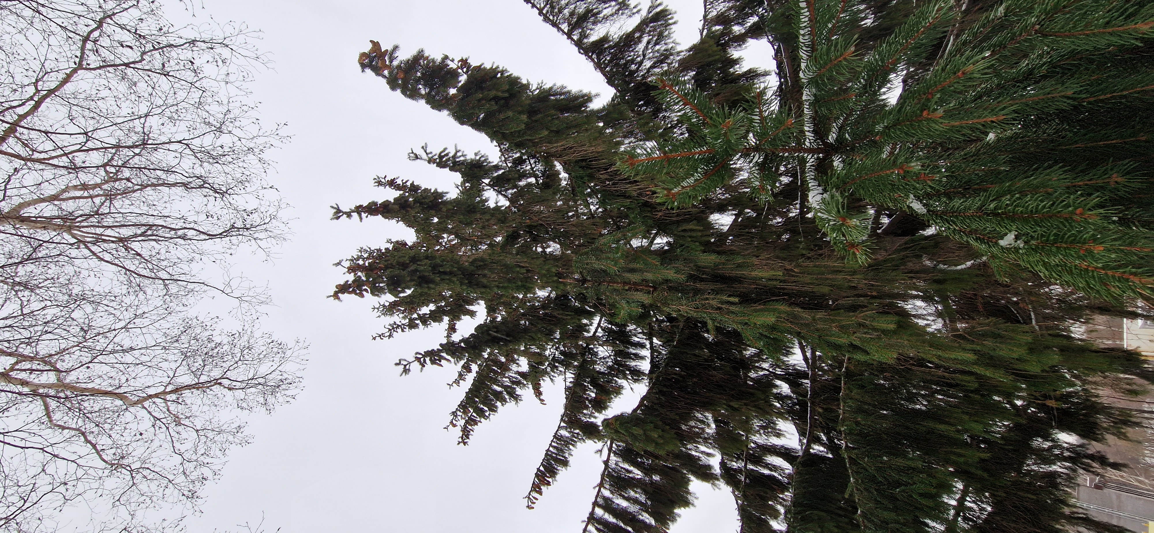 Фото Белый Снег