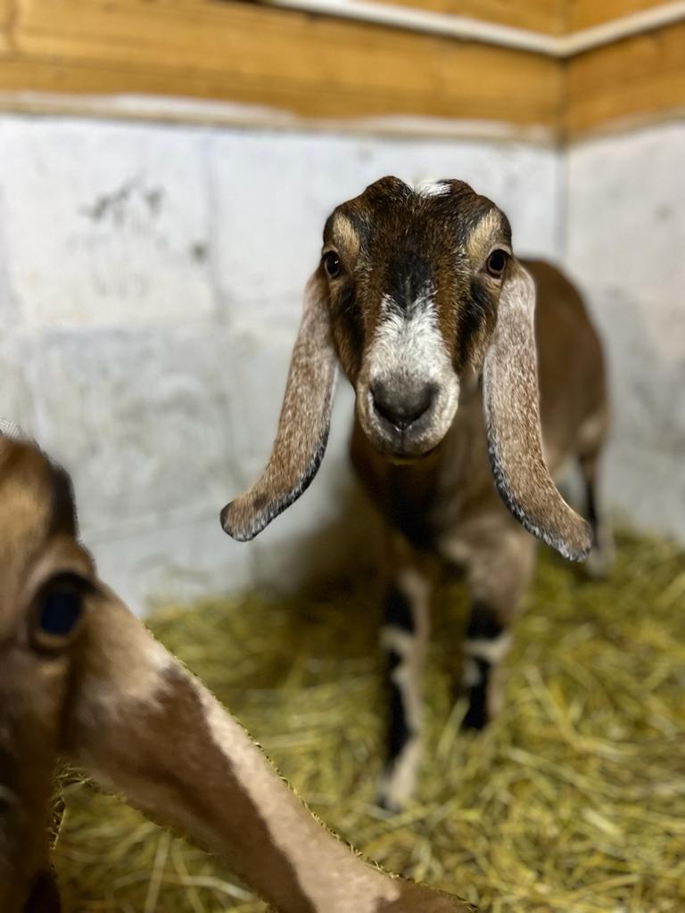 Фото Купольные дома-сферы на ферме