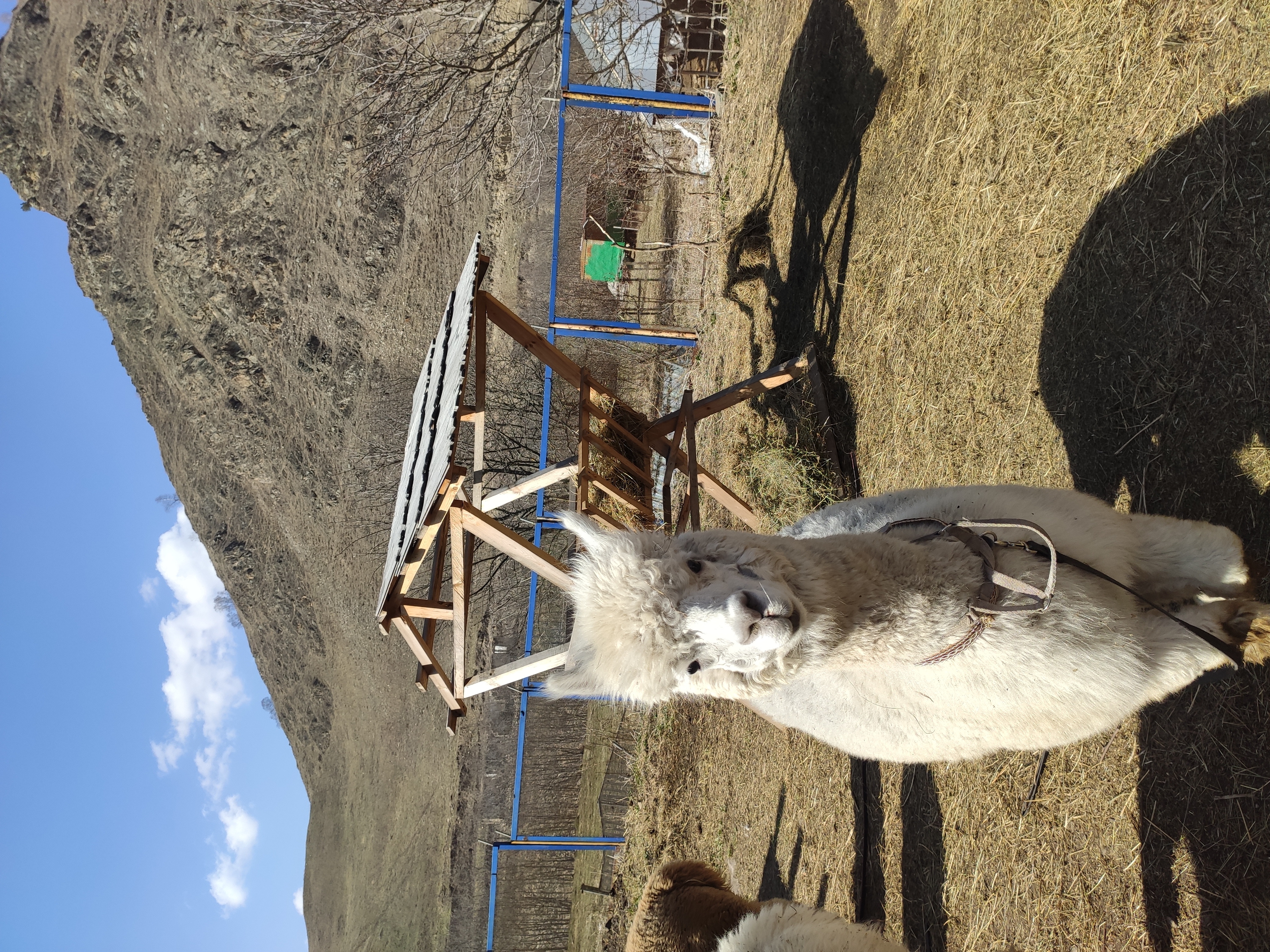 Фото Альпака