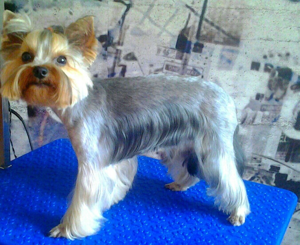 Pet salon Zoogrum, Smolensk, photo