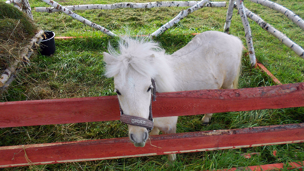 Фото Экоферма Александровский спас