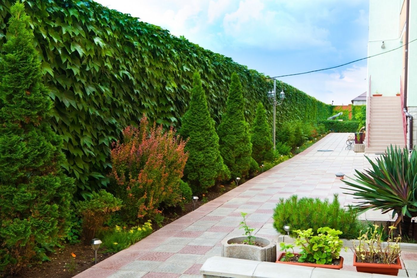 Фото Белый Лев