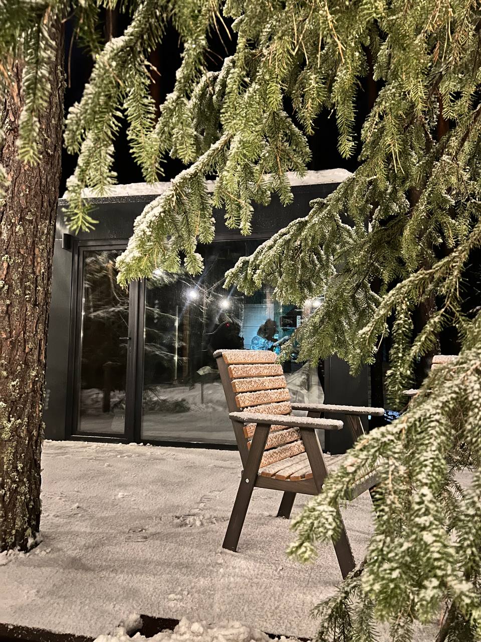 Фото Ёлки да Сосны