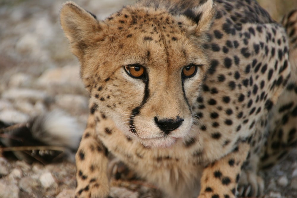 Фото Aloegrove Safari Lodge