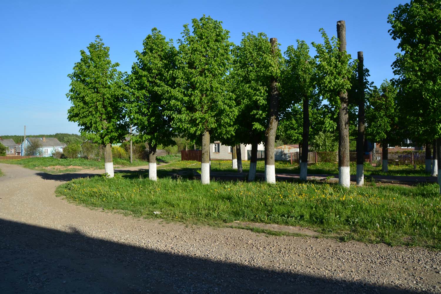 Фото Лес среди болот