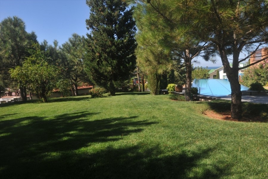 Фото Вязовая роща