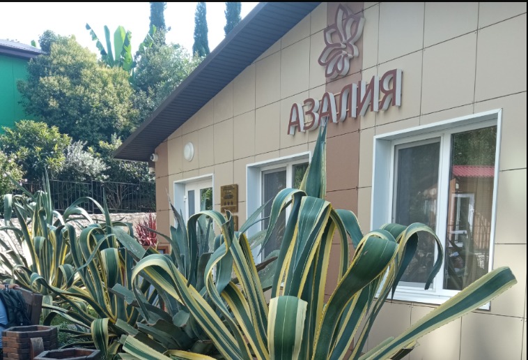 Фото Азалия