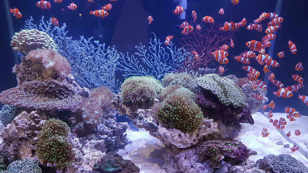 Aquariums Aqua Art, Dubai, photo