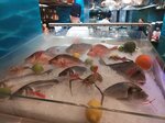 Мир морей ул ленина 59 калуга фото