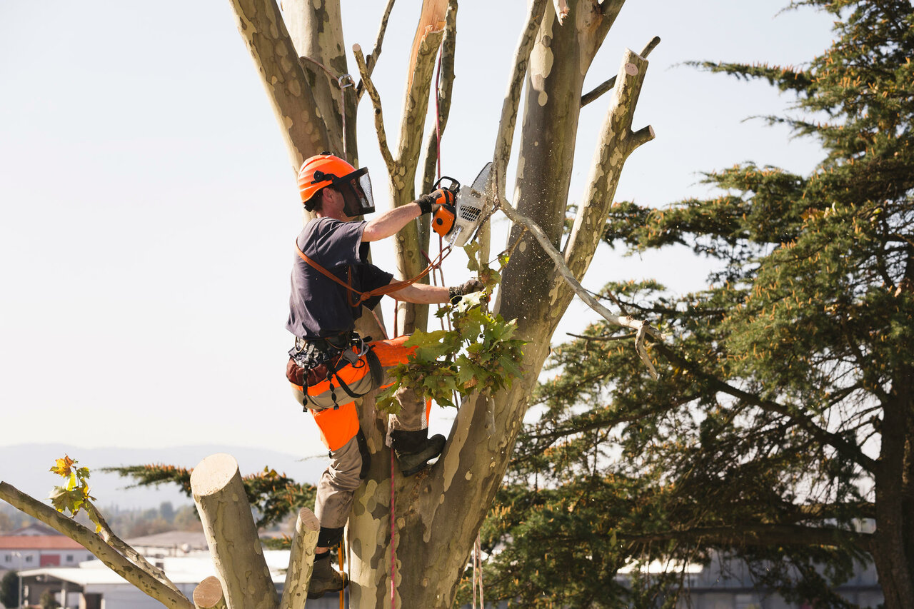 When and Why to Trim Your Trees