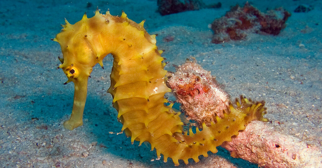 Diving Diversaint, Phuket Province, photo