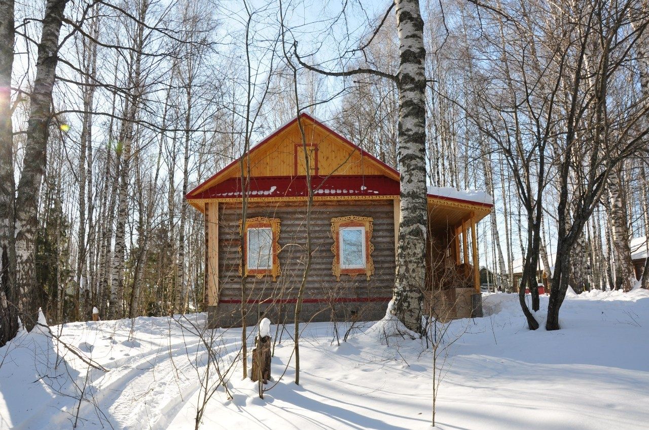 Фото Подсолнухи