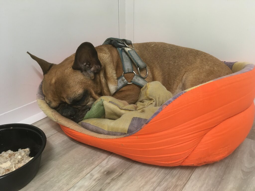 Pet hotel SobakINN, Moscow and Moscow Oblast, photo