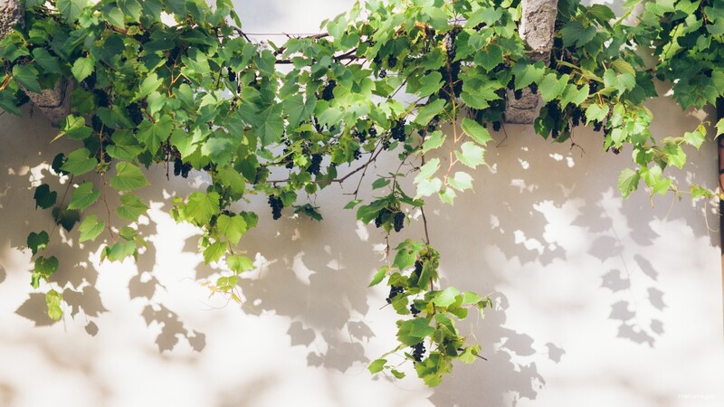 Фото La Pergola Dependance