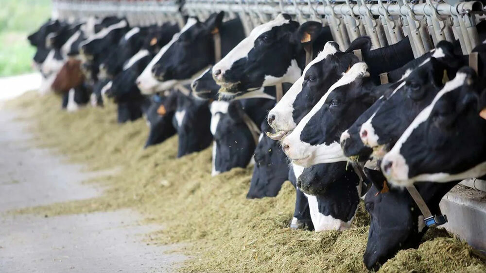 Food processing equipment Özçelik Slaughterhouse Systems, Ankara, photo