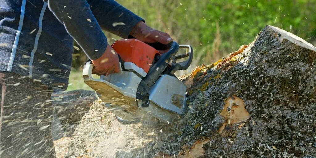Benefits of Hiring a Professional for Tree Stump Removal 
