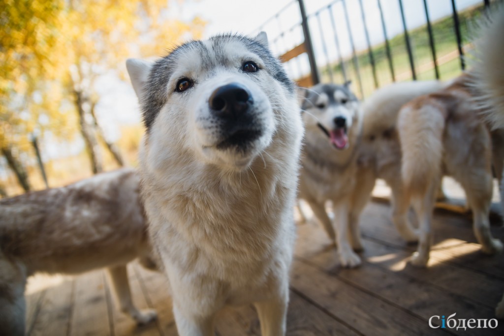 Фото Застава