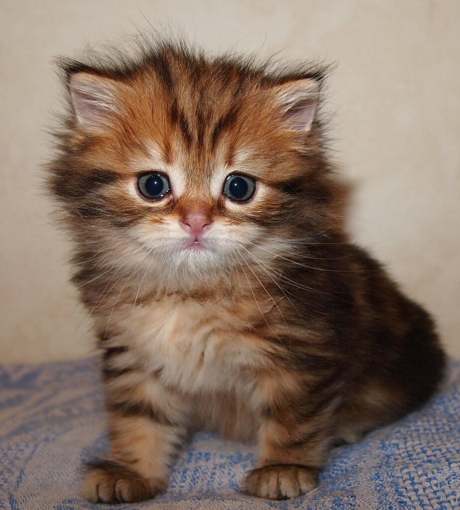 Vivero de animales Siberian cats cattery Gentle Bear, , foto