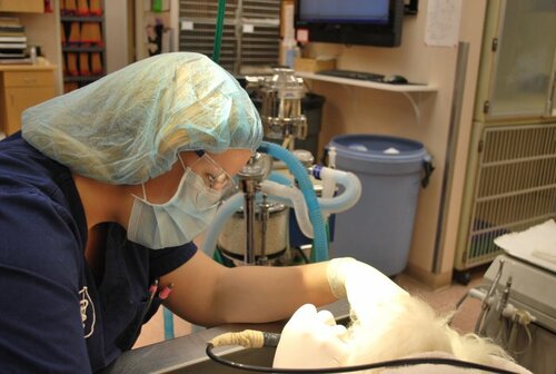 Vca adler sale animal hospital