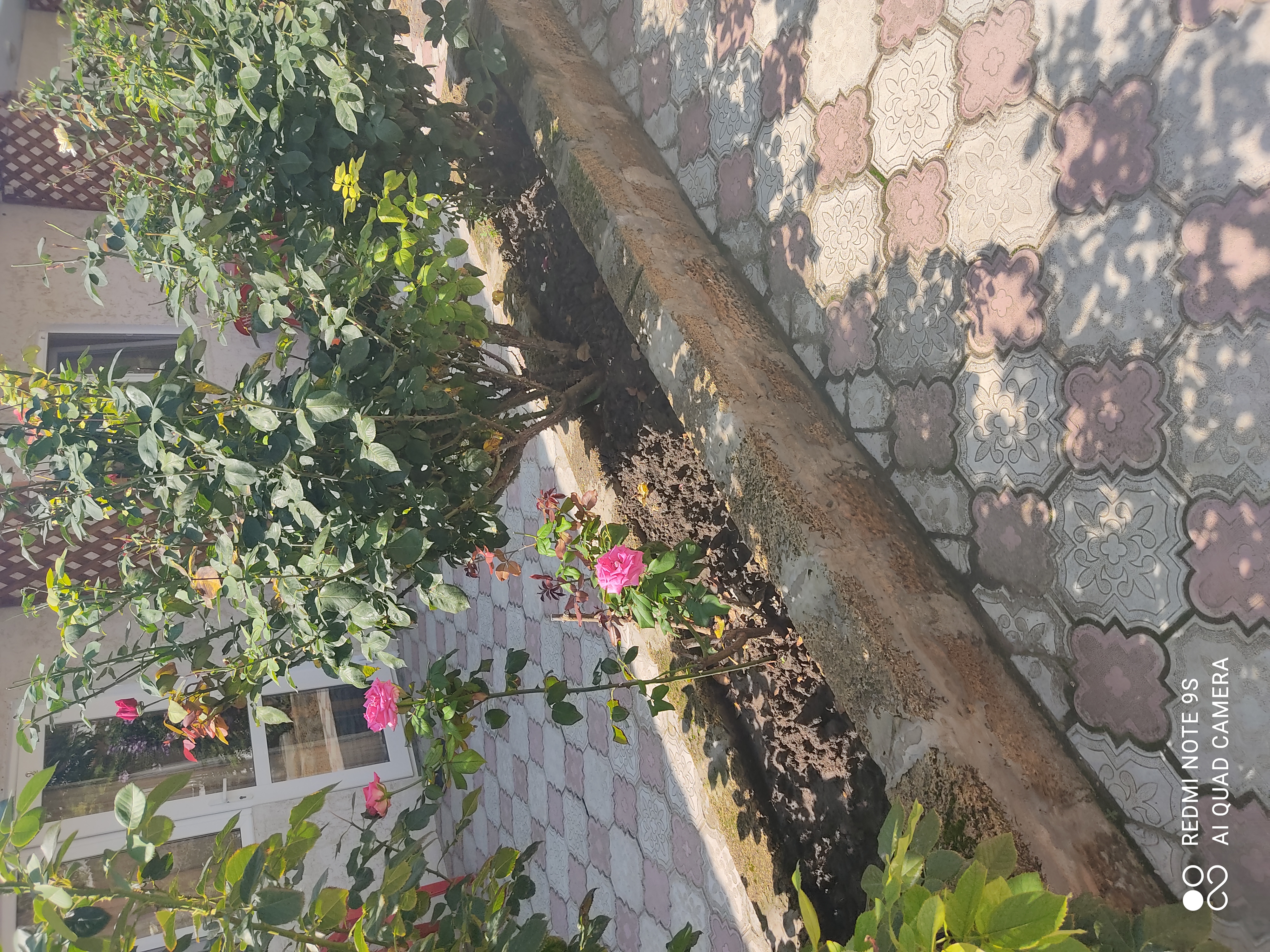 Фото Аврора