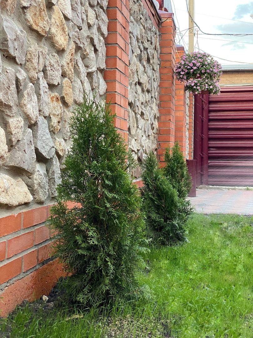 Фото Монарх