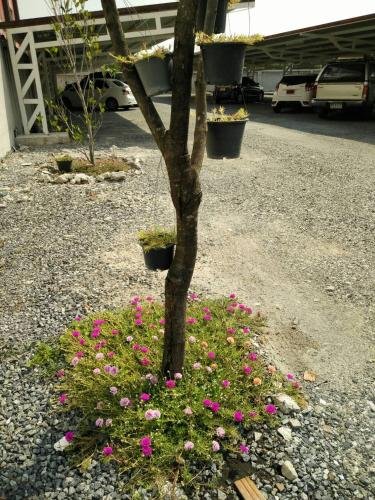 Фото Apartment Baan Khun Mae