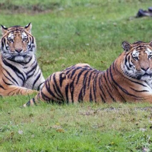 Zoo Safari Park Lago Maggiore, Piedmont, photo