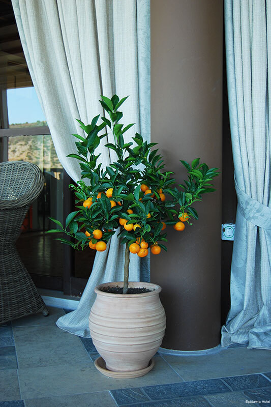 Фото Hotel Epidavria