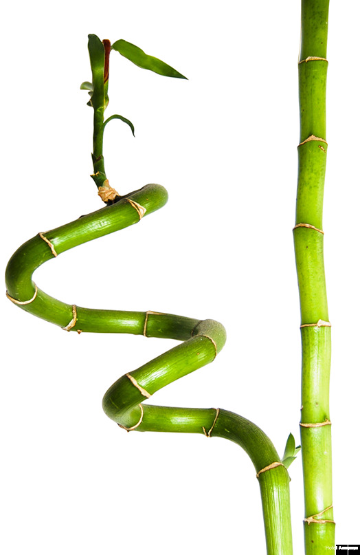 Фото Hotel Anapaya