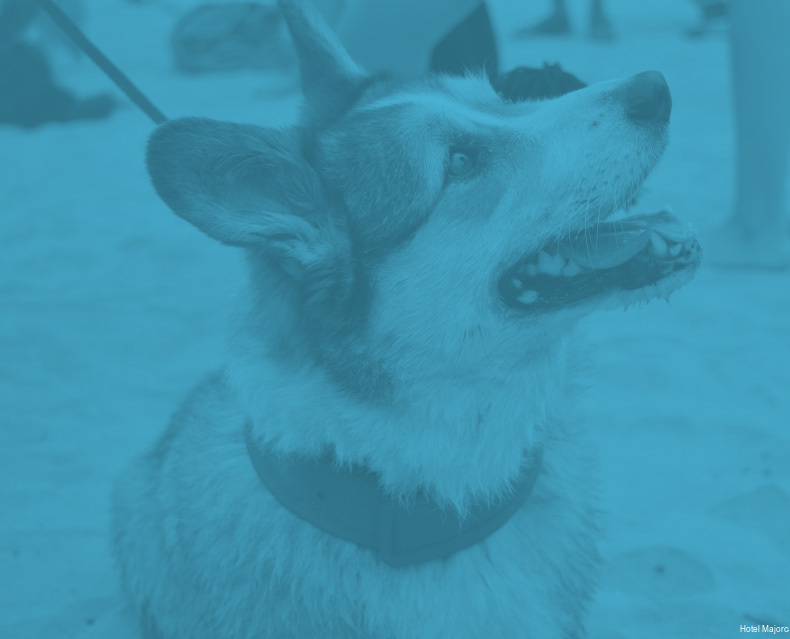 Фото Hotel Majorca