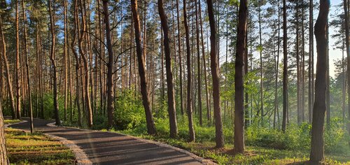 Гостиница Донской лес в Липецкой области