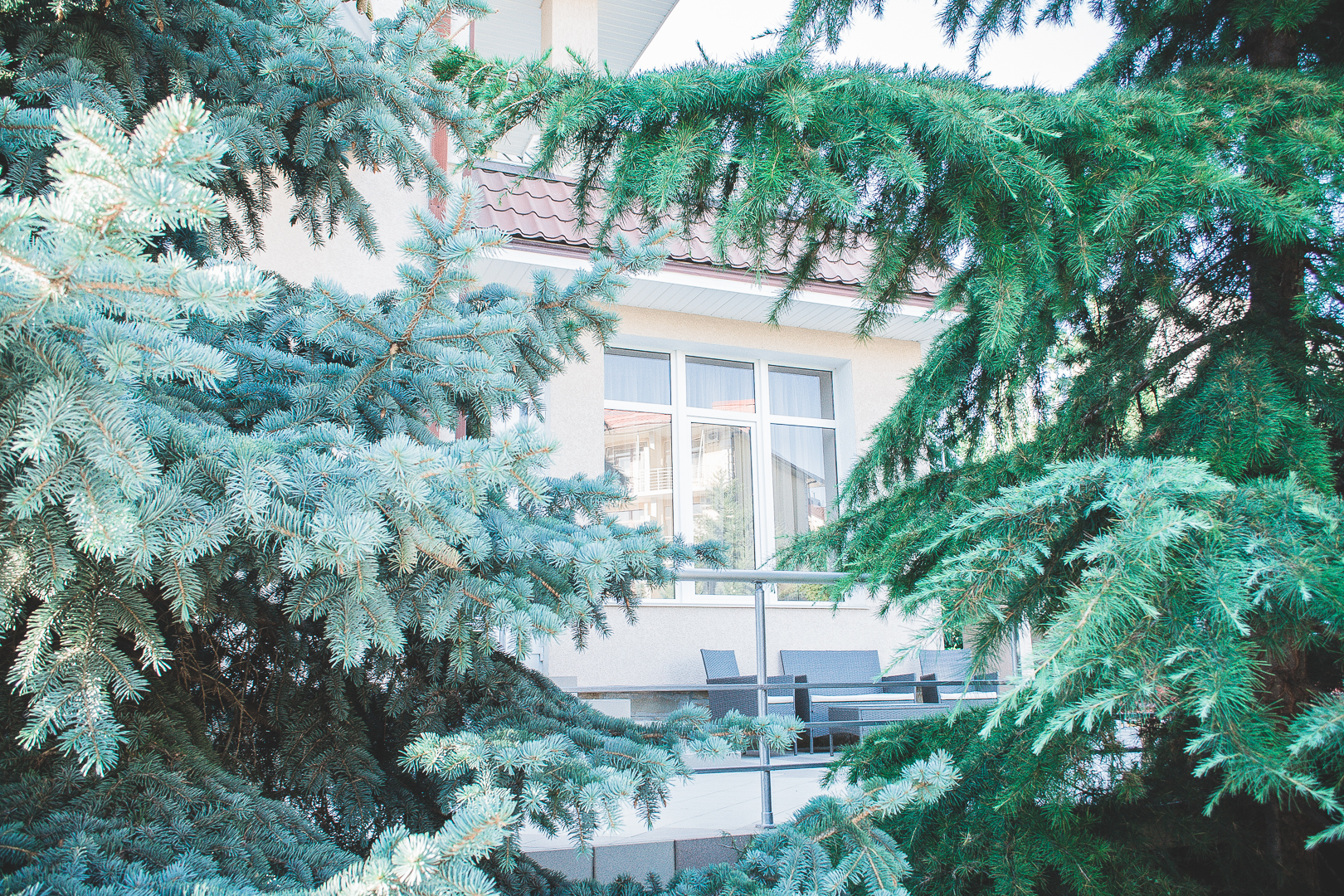 Фото Морской конек