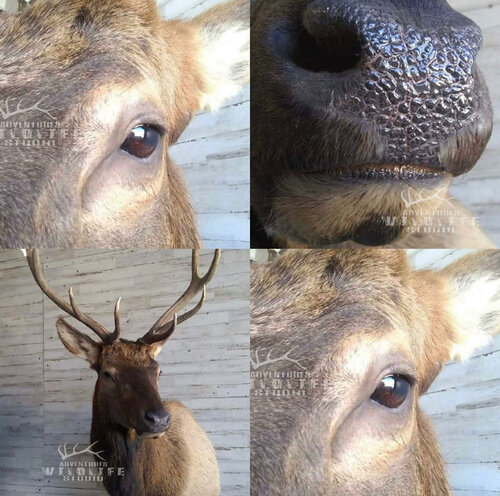 Taxidermist Adventures Wildlife Studio, State of Colorado, photo