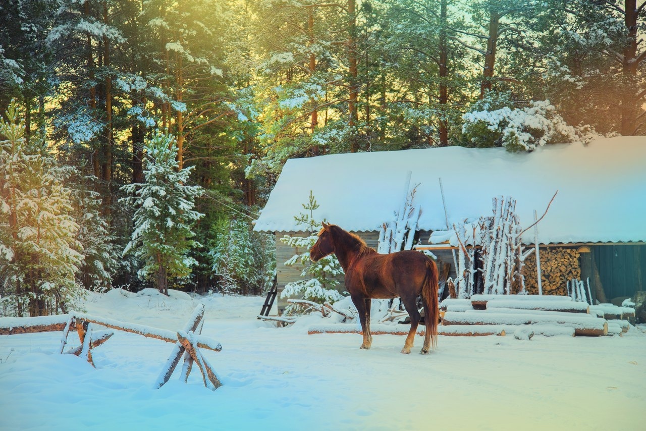 Фото Таежная Рось