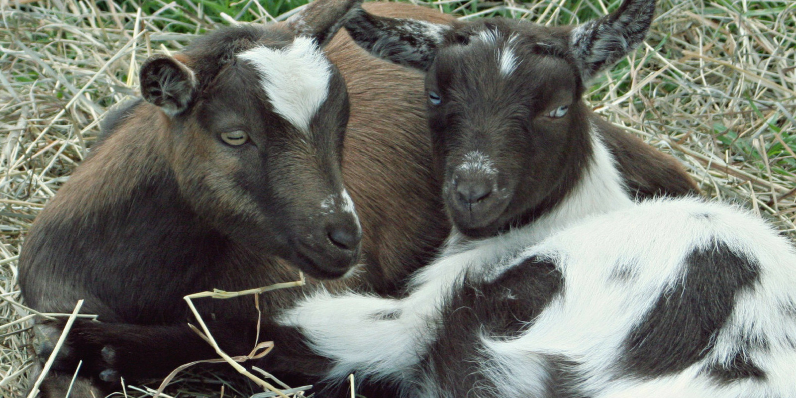 Фото Михайловское угодье
