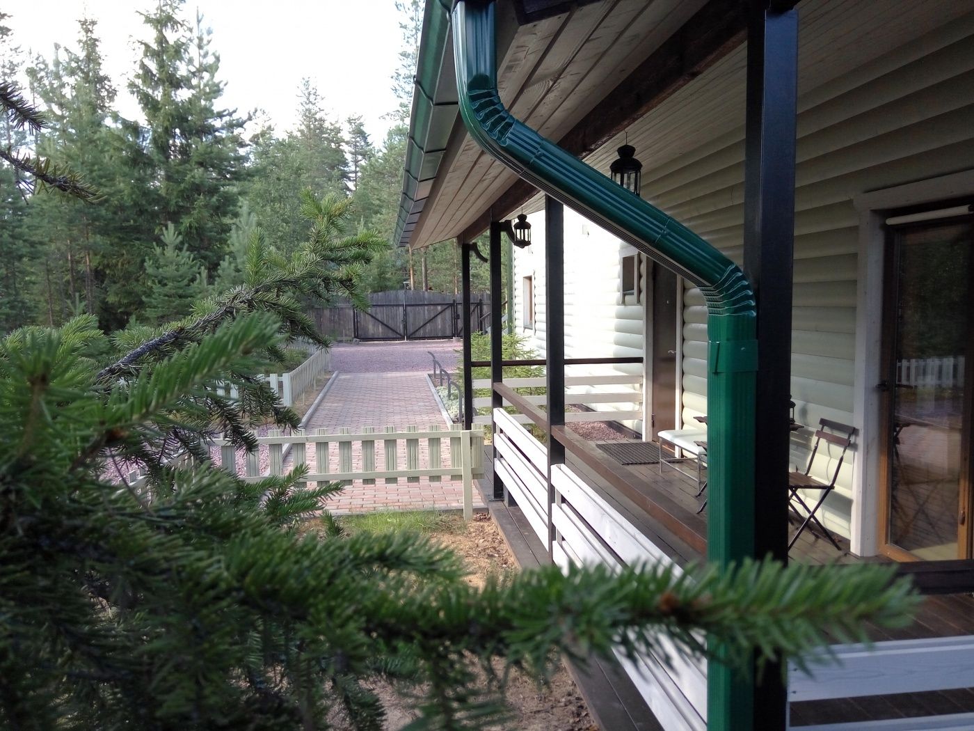 Фото Хвойный