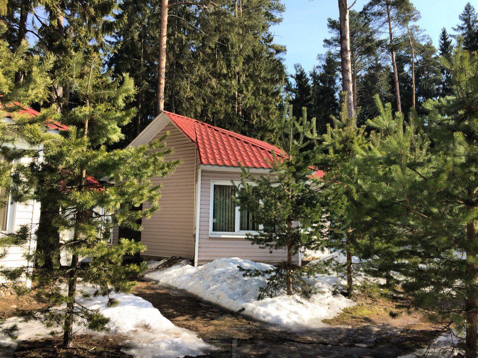 Фото Солнечный бор